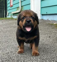 Tibetan Mastiff cross male 2, a male Caucasian Ovcharka and Tibetan Mastiff for sale in Newburgh, NY – 2 of 10