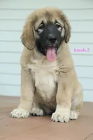 Purebred Caucasian Ovcharka pup 3, a female Caucasian Ovcharka for sale in Newburgh, NY – 4 of 7