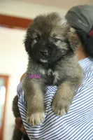 Purebred Caucasian Ovcharka pup 1, a male Caucasian Ovcharka for sale in Newburgh, NY – 6 of 6