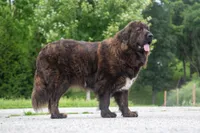 Tibetan Mastiff Queen, a female Caucasian Ovcharka and Tibetan Mastiff for sale in Newburgh, NY – 2 of 8