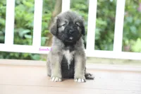 Purebred Caucasian Ovcharka pup 2, a female Caucasian Ovcharka for sale in Newburgh, NY – 5 of 9