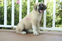 Purebred Kangal 1 Female, a female Kangal Dog for sale in Newburgh, NY – 5 of 9