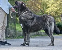 Caucasian Ovcharka/Spanish Mastiff 1 Female, a female Spanish Mastiff and Caucasian Ovcharka for sale in Newburgh, NY – 6 of 8