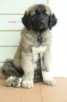Purebred Kangal  male 3, a male Kangal Dog for sale in Newburgh, NY – 2 of 10