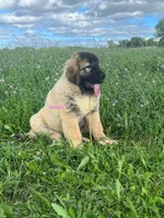 Purebred Caucasian Ovcharka pup 3, a female Caucasian Ovcharka for sale in Newburgh, NY – 4 of 6