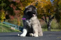 Purebred Caucasian Ovcharka male , a male Caucasian Ovcharka for sale in Newburgh, NY – 2 of 6