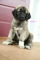 Purebred Kangal  male 3, a male Kangal Dog for sale in Newburgh, NY – 9 of 10