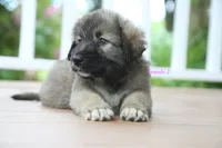 Purebred Caucasian Ovcharka pup 3, a female Caucasian Ovcharka for sale in Newburgh, NY – 6 of 7