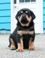 Tibetan Mastiff cross male 1, a male Caucasian Ovcharka and Tibetan Mastiff for sale in Newburgh, NY – 5 of 7