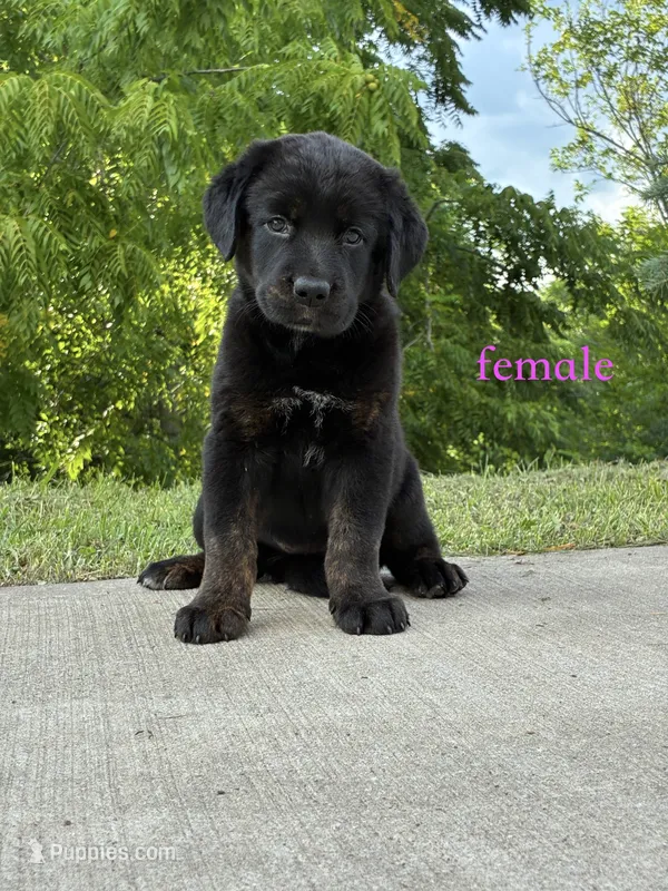 Tibetan Mastiff cross Female – Rottweiler, Tibetan Mastiff puppy for sale in Newburgh, NY