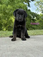 Tibetan Mastiff cross Female, a female Rottweiler and Tibetan Mastiff for sale in Newburgh, NY – 1 of 5