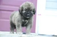 Purebred Caucasian Ovcharka pup 1, a male Caucasian Ovcharka for sale in Newburgh, NY – 5 of 6