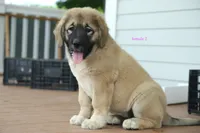 Purebred Caucasian Ovcharka pup 3, a female Caucasian Ovcharka for sale in Newburgh, NY – 5 of 7