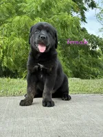 Tibetan Mastiff cross Female, a female Rottweiler and Tibetan Mastiff for sale in Newburgh, NY – 4 of 5