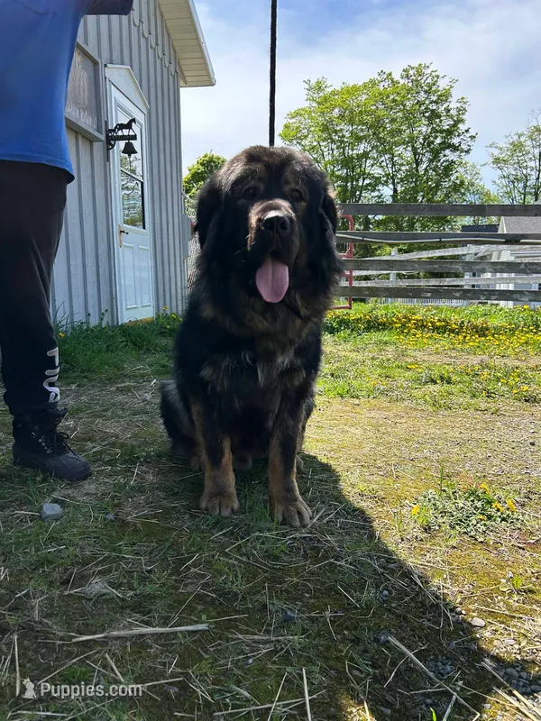 Tibetan Mastiff/Caucasian Ovcharka male – Caucasian Ovcharka, Tibetan Mastiff puppy for sale in Newburgh, NY