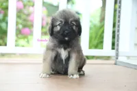 Purebred Caucasian Ovcharka pup 2, a female Caucasian Ovcharka for sale in Newburgh, NY – 3 of 9