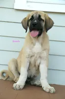 Purebred Kangal 1 Female, a female Kangal Dog for sale in Newburgh, NY – 4 of 9