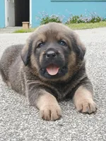 Tibetan Mastiff cross male 3, a male Caucasian Ovcharka and Tibetan Mastiff for sale in Newburgh, NY – 2 of 4