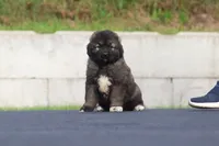 Purebred Caucasian Ovcharka, a female Caucasian Ovcharka for sale in Newburgh, NY – 2 of 5