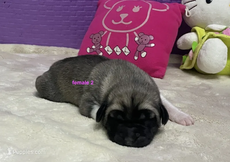 Kangal/Spanish mastiff female 2 – Spanish Mastiff, Kangal Dog puppy for sale in Newburgh, NY