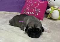 Kangal/Spanish mastiff female 2, a female Spanish Mastiff and Kangal Dog for sale in Newburgh, NY – 1 of 4