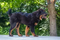 Purebred Tibetan Mastiff male, a male Tibetan Mastiff for sale in Newburgh, NY – 4 of 5