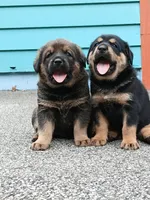 Tibetan Mastiff cross male 2, a male Caucasian Ovcharka and Tibetan Mastiff for sale in Newburgh, NY – 6 of 10