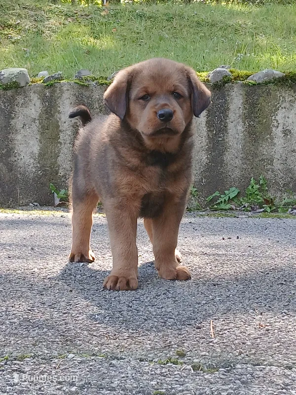 Tibetan Mastiff cross male 1 – Caucasian Ovcharka, Tibetan Mastiff puppy for sale in Newburgh, NY