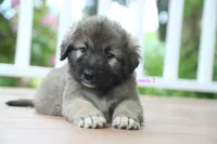 Purebred Caucasian Ovcharka pup 3, a female Caucasian Ovcharka for sale in Newburgh, NY – 4 of 7