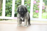 Purebred Caucasian Ovcharka pup 2, a female Caucasian Ovcharka for sale in Newburgh, NY – 6 of 9