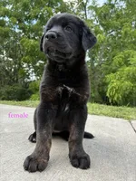 Tibetan Mastiff cross Female, a female Rottweiler and Tibetan Mastiff for sale in Newburgh, NY – 5 of 5