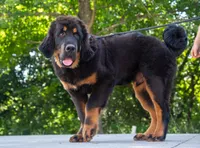 Purebred Tibetan Mastiff male, a male Tibetan Mastiff for sale in Newburgh, NY – 5 of 5
