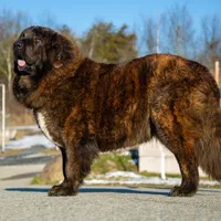 Tibetan Mastiff Queen, a female Caucasian Ovcharka and Tibetan Mastiff for sale in Newburgh, NY – Photo 9 of 10