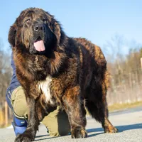 Tibetan Mastiff Queen, a female Caucasian Ovcharka and Tibetan Mastiff for sale in Newburgh, NY – Photo 5 of 10