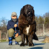 Tibetan Mastiff Queen, a female Caucasian Ovcharka and Tibetan Mastiff for sale in Newburgh, NY – Photo 2 of 10