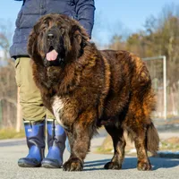 Tibetan Mastiff Queen, a female Caucasian Ovcharka and Tibetan Mastiff for sale in Newburgh, NY – Photo 6 of 10
