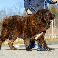 Tibetan Mastiff Queen, a female Caucasian Ovcharka and Tibetan Mastiff for sale in Newburgh, NY – Photo 7 of 10