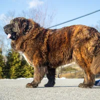 Tibetan Mastiff Queen, a female Caucasian Ovcharka and Tibetan Mastiff for sale in Newburgh, NY – Photo 8 of 10