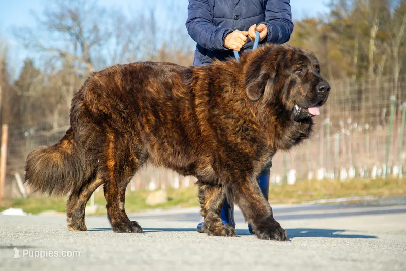 Tibetan Mastiff Queen – Caucasian Ovcharka, Tibetan Mastiff puppy for sale in Newburgh, NY