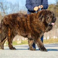 Tibetan Mastiff Queen, a female Caucasian Ovcharka and Tibetan Mastiff for sale in Newburgh, NY – Photo 4 of 10