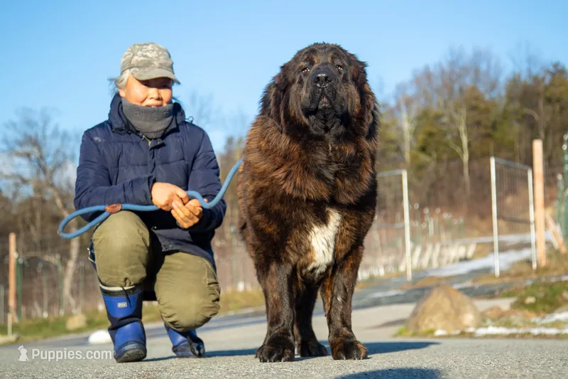 Tibetan Mastiff Queen