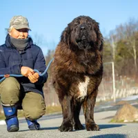 Tibetan Mastiff Queen, a female Caucasian Ovcharka and Tibetan Mastiff for sale in Newburgh, NY – Photo 1 of 10