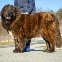 Tibetan Mastiff Queen, a female Caucasian Ovcharka and Tibetan Mastiff for sale in Newburgh, NY – Photo 10 of 10