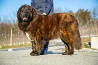 processed/46aa3d7a-4719-4a1e-8504-277ab7e1b7e6/listing/8cf91749-0823-4175-b718-9b7ffb5fb850/be782c59-0af4-483b-9a68-7235627b8791