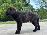 Tibetan Mastiff cross male , a male Rottweiler and Tibetan Mastiff for sale in Newburgh, NY – 5 of 5
