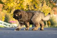 Purebred Caucasian Ovcharka female 3, a female Caucasian Ovcharka for sale in Newburgh, NY – 2 of 7