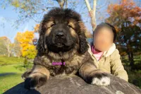 Purebred Caucasian Ovcharka female 3, a female Caucasian Ovcharka for sale in Newburgh, NY – 5 of 7