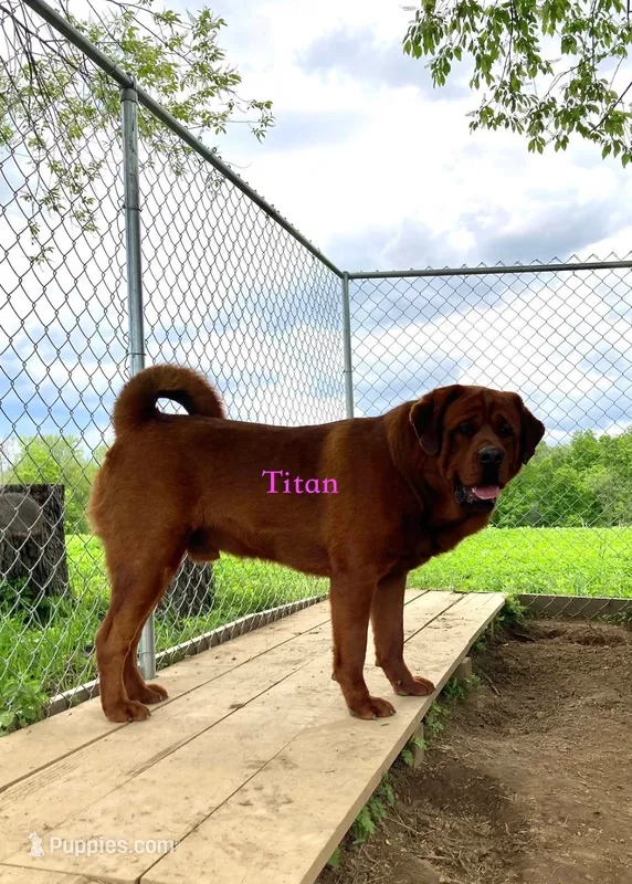 Tibetan Mastiff/Rottweiler male – Rottweiler, Tibetan Mastiff puppy for sale in Newburgh, NY