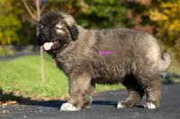 Purebred Caucasian Ovcharka female 1, a female Caucasian Ovcharka for sale in Newburgh, NY – 7 of 9
