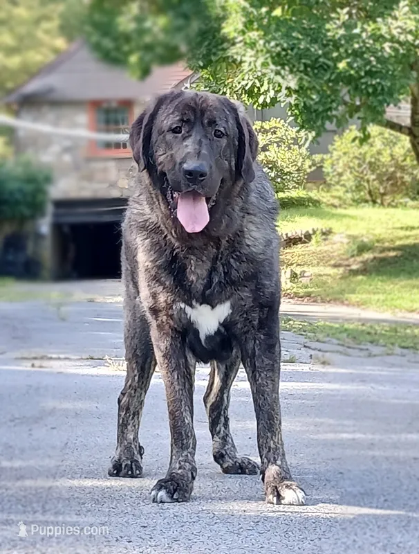 Caucasian Ovcharka/Spanish Mastiff 1 Female – Spanish Mastiff, Caucasian Ovcharka puppy for sale in Newburgh, NY